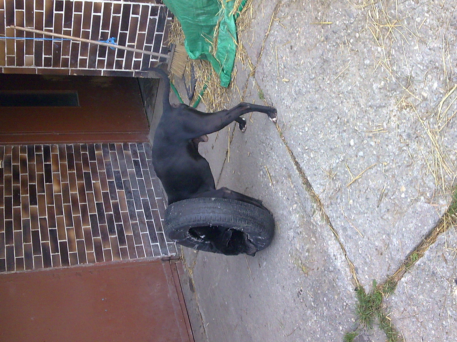 foto102.jpg
