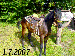 Demi 1.7.2007-Petřvaldik.gif